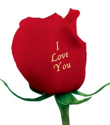 red rose - i like rose, especially this red rose though it has text matter ' i love you' but it doesnt matter for me.