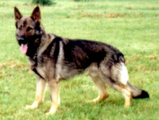 a vey nice looking dog - a picture of a dog. the most beautifull dog in the world and the smartest!