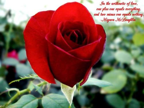 Love Quote - Mignon Mc Laughlin