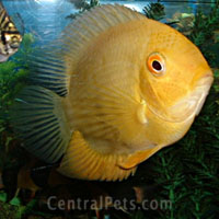 pet fish - a picture of pet fish