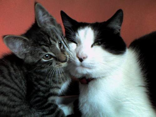 Ollie and Billie My Cats - This is a picture of my cats Ollie (nicknamed bobob) and Billie. Taken about two years ago when Bill was a tiny kitten and just captures the love!