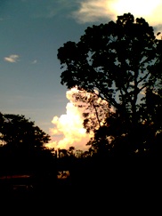 the tree, the leaf and the wind - Tree, Leaf, Wind