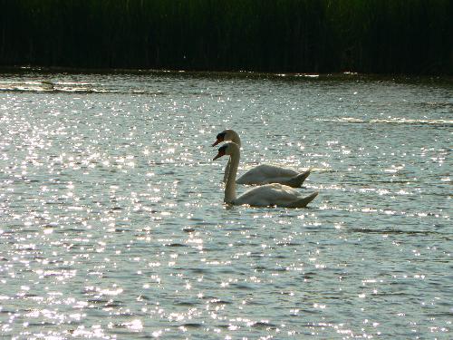 Swans on Diamonds - Two swans swimming on a sunny spring day.