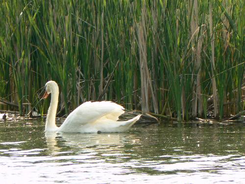 Swan Swimming - A swan swimming.