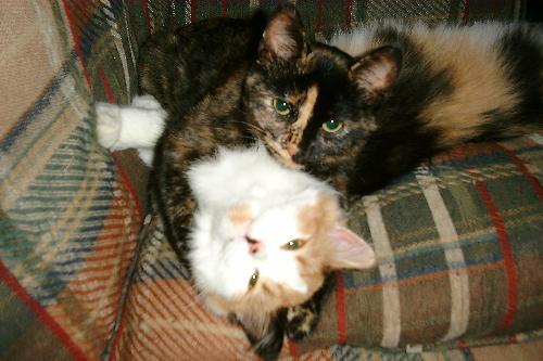 K2 & Meg - These are my two kittens.
