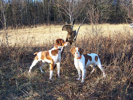 Dixie and Maverick after a hunt - My two brittany spaniels after a hunt.