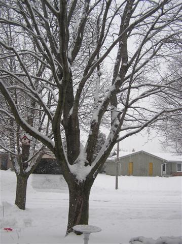 Winter Scene - Winter in Wisconsin