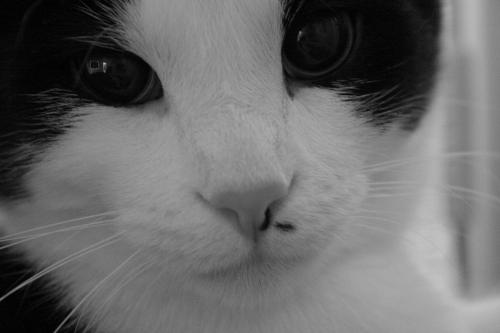 Baby Sy - This is my cat Syris. I think he is one of the most beautiful cats I've ever owned & I love capturing his precious face with my camera.
