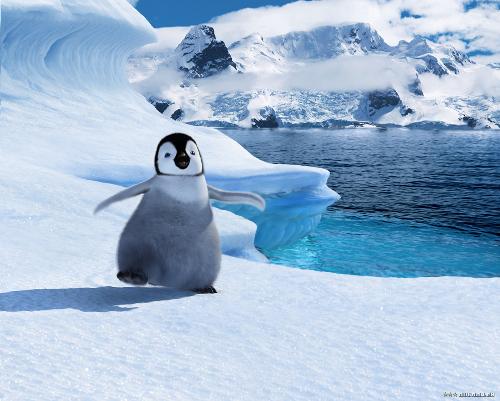 Happy Feet, the movie - This is a still from the 2006 movie, Happy Feet. Still loved, expressing my happiness, to show solidarity to the protagonist.