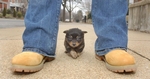 Chihuahua - This is a picture of a puppy Chihuahua that was in our local newspaper today.  He is so cute.