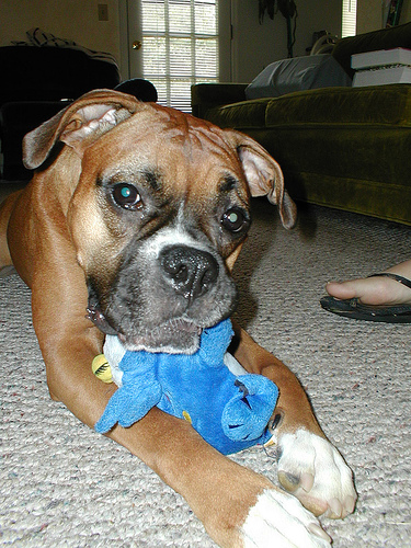Lola the Boxer - This is my darling Lola, my boxer furbaby.  She's wearing a pink scarf handknit by a good friend because she is very patient with her Mommy!