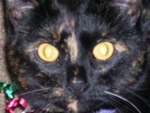 My kittie - This is Jasmine from during Christmas time.  You can see the ribbons around her neck!  So cute!!