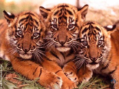 cute cats - little kittens of tiger