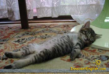 Got a Hangover? - This is another funny animal ic that is a favorite of mine.