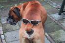 so funny - this my dog