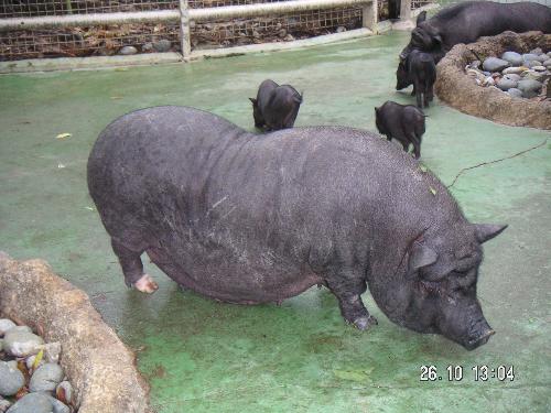 Big black pig - Big black pig with a few smaller ones.