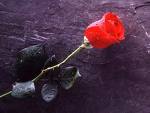 rose... - this is a rose...