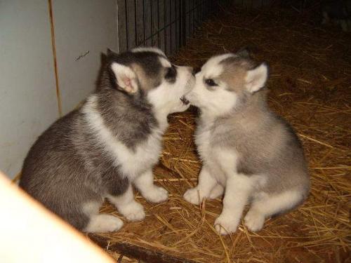 Love you - So cute they are