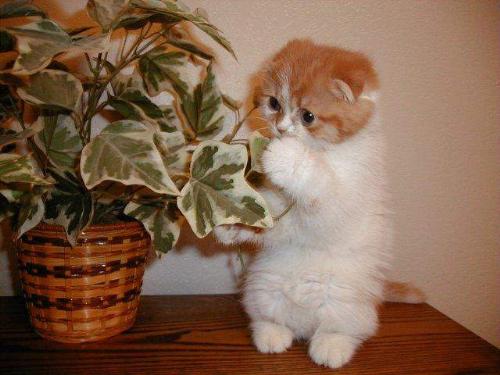 it's in there somewhere, i just know it!! - IT'S IN THERE SOMEWHERE, I JUST KNOW IT!!  Ha ha ha