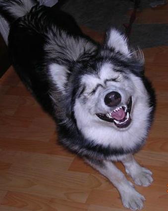 Laugh like me!!! - Laughing......