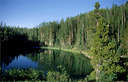 naturral forest - naturral forest