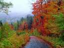 naturral forest - naturral forest
