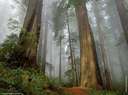 naturral forest - naturral forest