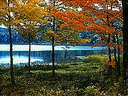 naturral forest - naturral forest
