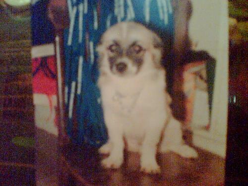 Moo - My Pet Mooh
