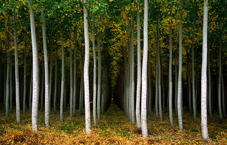 Forest Pic 1 -  'The Red Queen's Forest' by Patrick Stoll of Boise, Idaho  'I often drive past this poplar tree farm when traveling from my home in Idaho to the Oregon coast,' Stoll said in a statement. 'Something about it always seems a bit surreal and somewhat sinister. Maybe it's the ever-present darkness under the dense canopy of leaves or the way the parallel rows of trees create a shutter effect as one drives past; the distant vanishing point blinks on and off but seems to remain in the same location.  'It reminds me of the Red Queen's comment to Alice in Lewis Carroll's Through the Looking Glass: 'Now, here, you see, it takes all the running you can do, to keep in the same place.' In evolutionary biology, the Red Queen Hypothesis states that a species must constantly be moving (adapting and evolving) in order to stay in the same place (remain in existence). For me, the tree farm picture symbolizes a future where the only remaining forests are those that can adapt to the selective pressure of commercialization.'