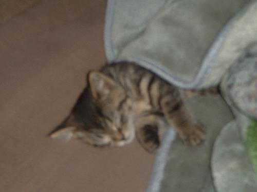 my kitten - this is my kitten i got just before christmas because my other cat ran away