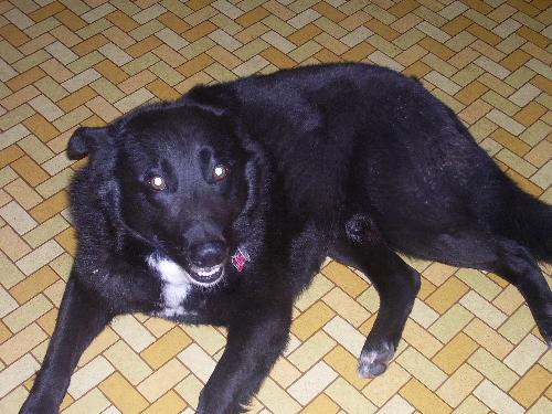 my dog - this is my collie lab cross, he was supposed to be an inside dog but prefers outside.