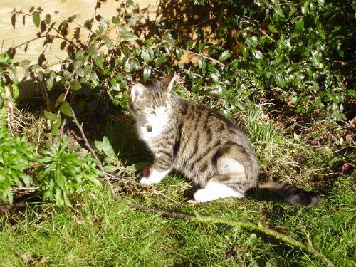 Llily - Lily in the garden, February 2007