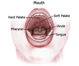Mouth - The anatomy or skets of our mouth.