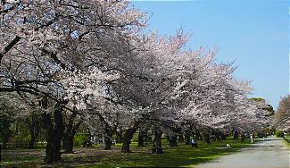 beauty of nature - this is one of the pictures taken by my sister in Japan.