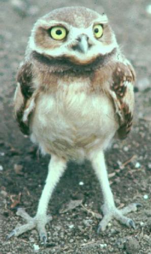 Burrow owl! - Burrow Owl is an endagerd species! It is a small little owl rarely seen!