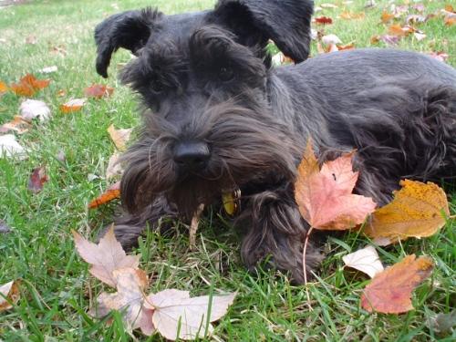 Kitty Enjoying a Fall Day! - My miniature schnauzer, Kitty, enjoying herself outside with the leaves ^_^