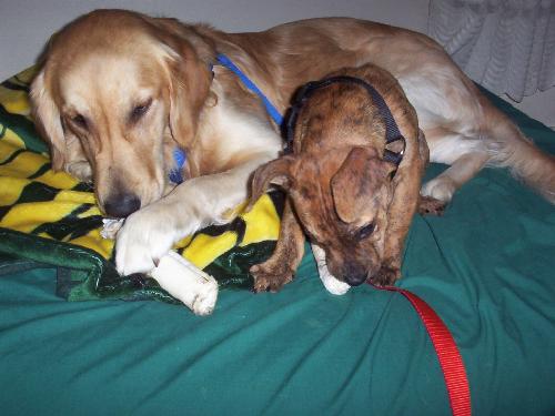 Sharing Bed and Bone - Love at first lick!