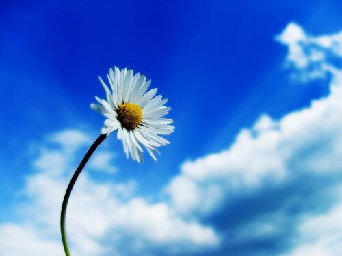 Phool - i like flowers.