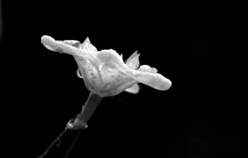 Flower with water drop  - I love how this one turned out..but you really have to look at it to see the details.
