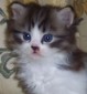 cat -  Its my cat