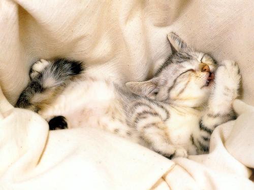 cat - cat sleeping