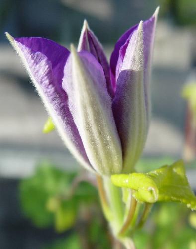 Budding Flower. - Life gets new meaning and redefines itself ones we are blessed with beloved. Praise the Lord!