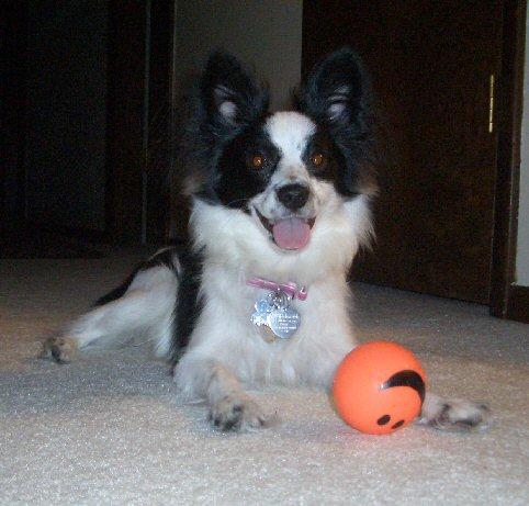 Papillons - my papillon Cooper!