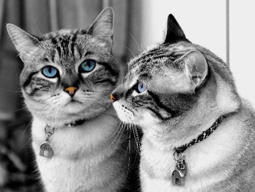 miyaaaaaaaaauuu - here kitty kitty kitty
