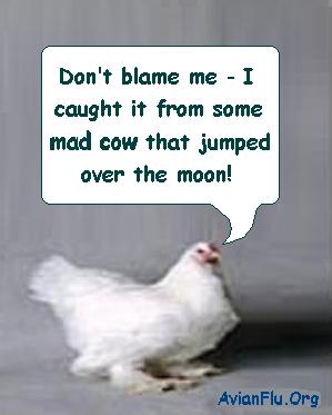bird flu.. - 120 odd thousand turkeys slaughtered in the u.k not good is it?