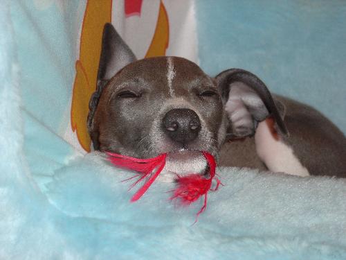 Aaaawwwww...... - We don't have her anymore;-(  But isn't she precious?!  She fell asleep still trying to get the feather out of her mouth.