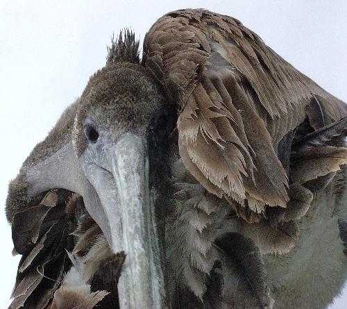 Hi Bill! - One of the local pelicans on Catalina Island in California.  He was a great photographic subject, and wonderfully tame.