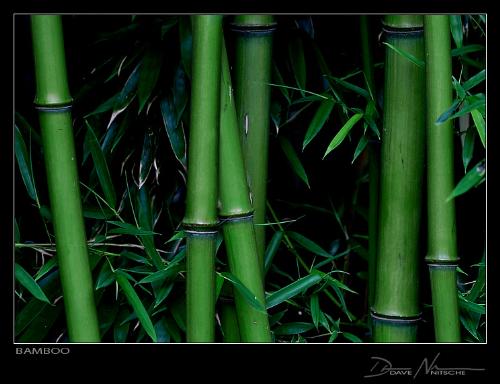 Bamboo - Bamboos are a group of woody perennial evergreen plants in the true grass family Poaceae, subfamily Bambusoideae, tribe Bambuseae. Some of its members are giants, forming by far the largest members of the grass family.  There are 91 genera and about 1,000 species of bamboo. They are found in diverse climates, from cold mountains to hot tropical regions. They occur from Northeast Asia (at 50°N latitude in Sakhalin), south throughout East Asia west to the Himalaya, and south to northern Australia. They also occur in sub-Saharan Africa, and in the Americas from the southeast of the USA south to Chile, there reaching their furthest south anywhere, at 47°S latitude. Major areas with no native bamboos include Europe, north Africa, western Asia, northern North America, most of Australia, and Antarctica.