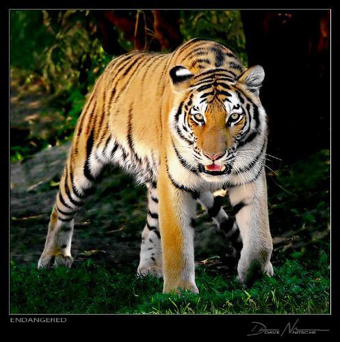 Tiger - Tigers are very fast and more powerfull eyes. Tigers (Panthera tigris) are mammals of the Felidae family and one of four 'big cats' in the Panthera genus. They are apex predators and the largest feline species in the world (other than the crossbreed 'liger'), comparable in size to the biggest fossil felids. The Royal Bengal Tiger is the most common subspecies of tiger, constituting approximately 80% of the entire tiger population, and is found in the Indian subcontinent. An endangered species, the majority of the world's tigers now live in captivity[citation needed]. An admirer of the tiger, author and conservationist, Jim Corbett remarked, 'The Tiger is a large hearted gentleman with boundless courage